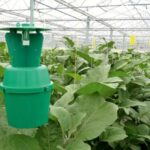 AGRICULTURAL PHEROMONES MARKET